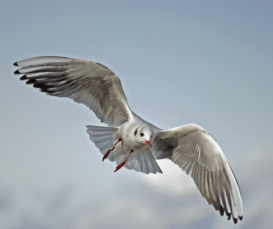 Seagull Soaring, Made You Smile Back